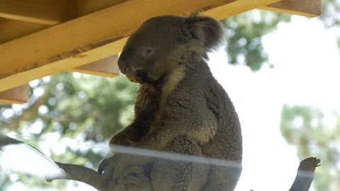 Australian Koala bear Stock Footage 94295700