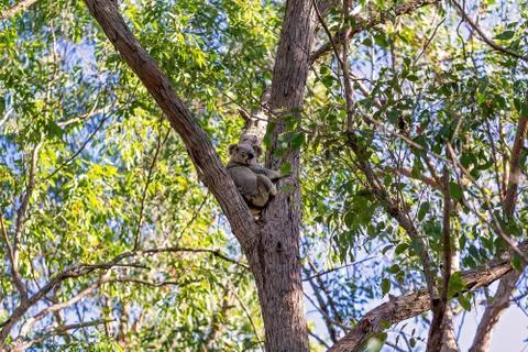 An Australian Koala Bear Stock Photos