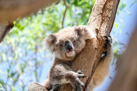 Australian koala between the branches of an eucalyptus tree Stock Photos