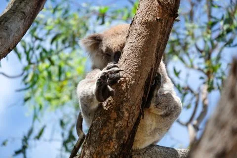Australian koala between the branches of an eucalyptus tree Stock Photos