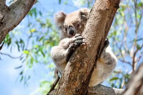 Australian koala between the branches of an eucalyptus tree Stock Photos