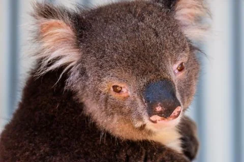 Australian koala between the branches of an eucalyptus tree Stock Photos