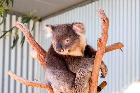 Australian koala between the branches of an eucalyptus tree Stock Photos