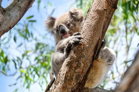 Australian koala between the branches of an eucalyptus tree Stock Photos