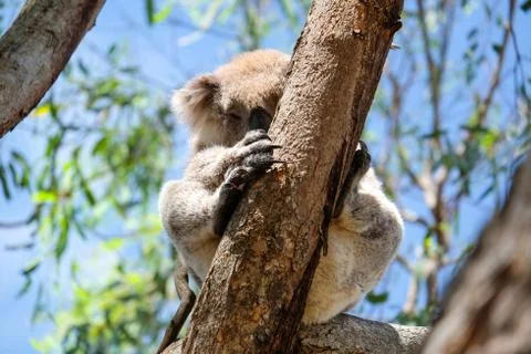 Australian koala between the branches of an eucalyptus tree Stock Photos