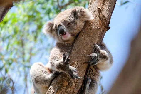 Australian koala between the branches of an eucalyptus tree Foto stock