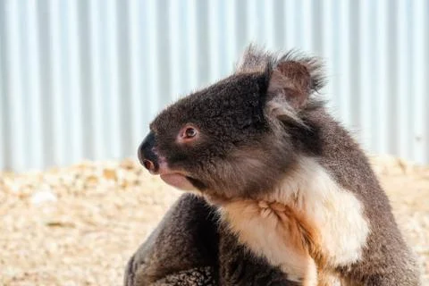 Australian koala between the branches of an eucalyptus tree Stock Photos