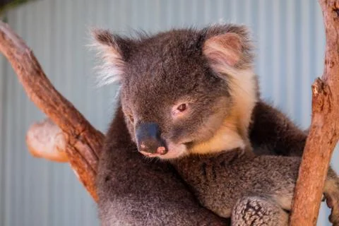 Australian koala between the branches of an eucalyptus tree Stock Photos