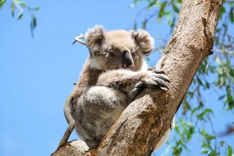 Australian koala between the branches of an eucalyptus tree Stock Photos