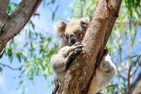 Australian koala between the branches of an eucalyptus tree Stock Photos