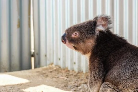 Australian koala between the branches of an eucalyptus tree Stock Photos