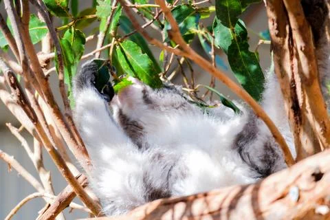 Australian koala between the branches of an eucalyptus tree Stock Photos