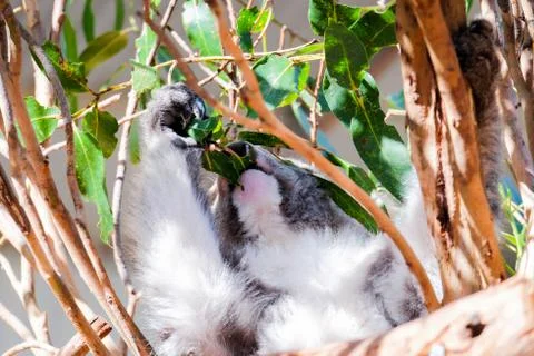 Australian koala between the branches of an eucalyptus tree Stock Photos