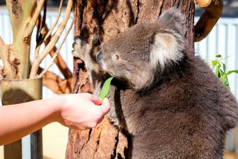 Australian koala between the branches of an eucalyptus tree Foto stock