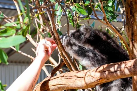 Australian koala between the branches of an eucalyptus tree Stock Photos