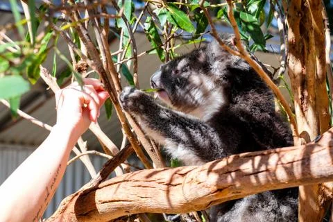 Australian koala between the branches of an eucalyptus tree Stock Photos