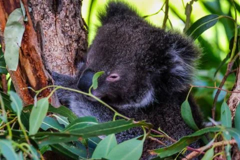 Australian koala between the branches of an eucalyptus tree Stock Photos