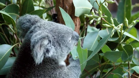 Australian Koala Eating Eucalyptus Leaves in a Tree at Australia Zoo Stock Footage 330838761