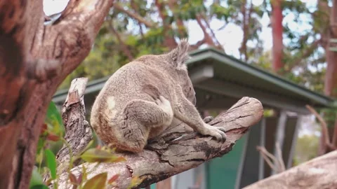 Australian koala Stock Footage 130449255