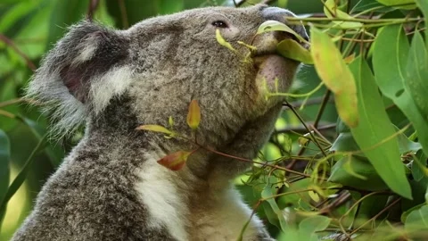 Australian Koala Stock Footage 293030184