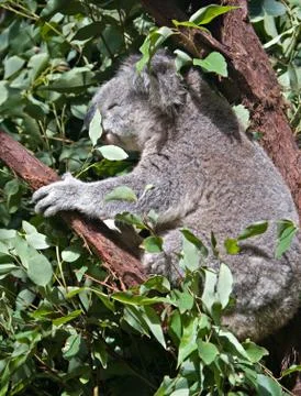 Australian koala Stock Photos