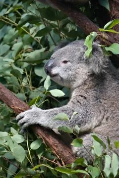 Australian koala Stock Photos