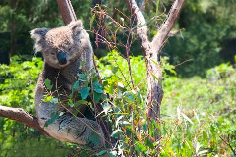 Australian Koala Stock Photos
