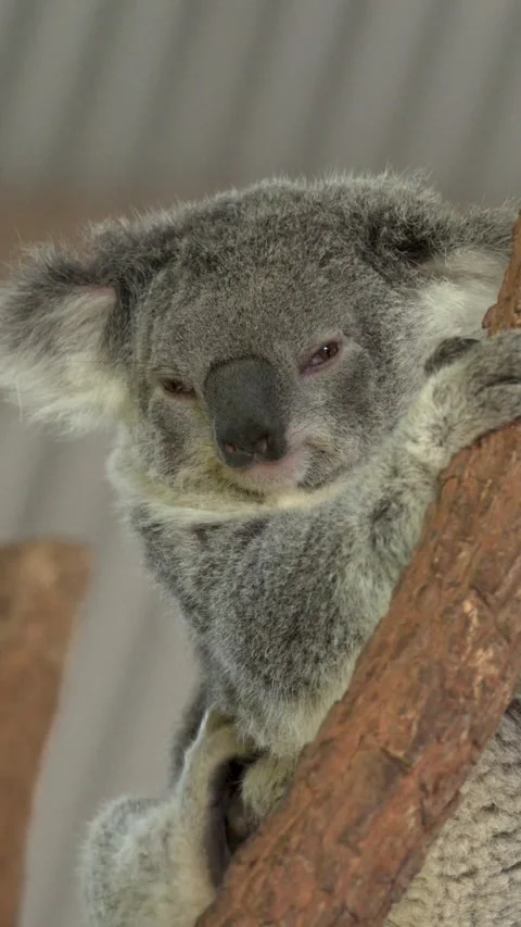 Australian Koala Resting and Scratching on a Tree Branch Stock Footage 340374463
