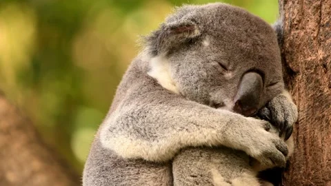 Australian Koala Resting Stock Footage 312662383