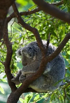 Australian koala in a tree Foto stock