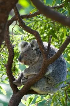Australian koala in a tree Stock Photos
