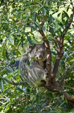 Australian koala in a tree Stock-Fotos