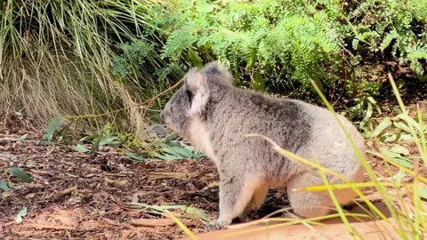 Australian koala walking in the forest undergrowth Stock-Footage 340079779