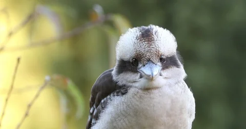 Australian Kookaburra bird. Stock Footage 99068794