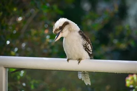 Australian Kookaburra perching on a railing Stock Photos