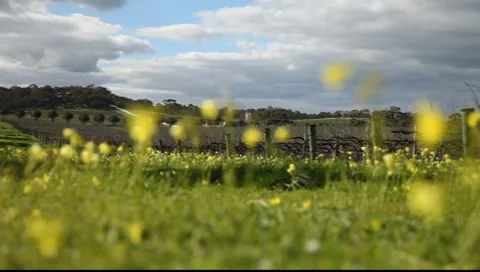 Australian landscape Barossa Valley Видео 7904366