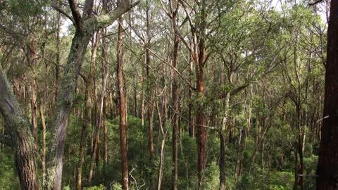 Australian Landscape - eucalypt forest Stock Photos