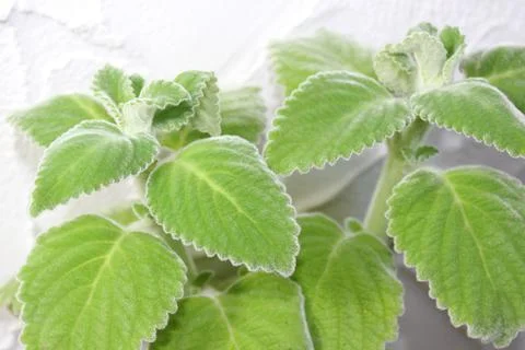 Australian lemon leaf Stock Photos