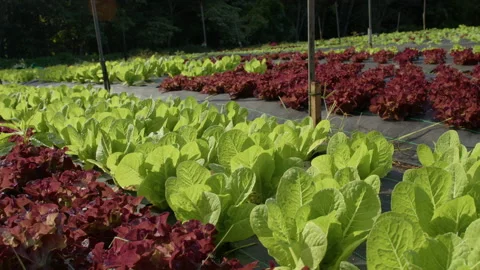 Australian Lettuce Farm Stock Footage 223973825