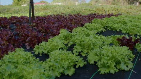 Australian Lettuce Farm Stock Footage 223973889