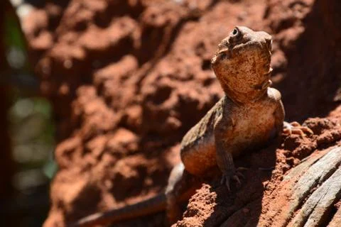 Australian lizard Stock Photos