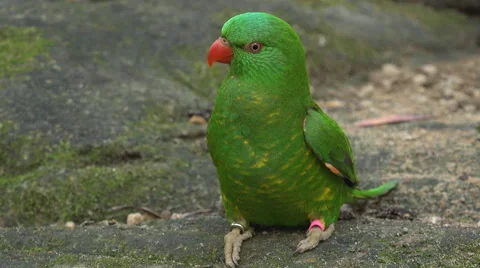 Australian Lorikeet Stock Footage 52569748