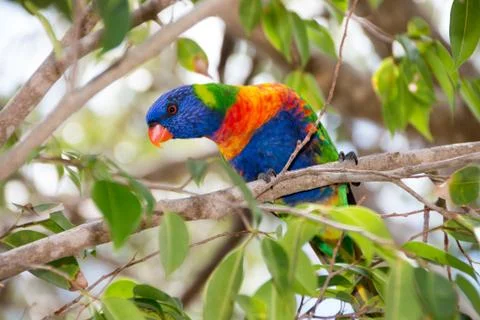 Australian-Lorikeet Stock Photos