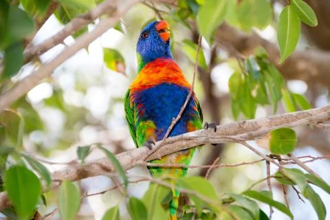 Australian-Lorikeet2 Stock Photos