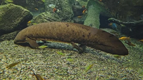 Australian lung fish Stock Footage 275560603