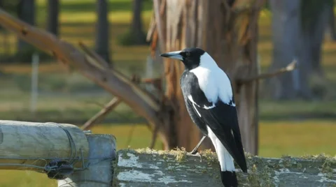 Australian magpie close up Stock Footage 49508603