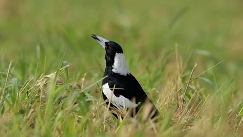 Australian Magpie Stock Footage 311288292