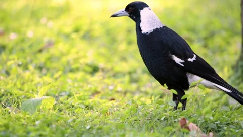 Australian Magpie Stock Footage 312479755
