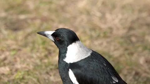 Australian Magpie Foraging and Eating Insect in Blue Mountains Stock Footage 340881253