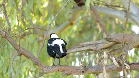 Australian Magpie Perched on Eucalyptus Tree Branch in Gunnedah Stockbeeldmateriaal 341316086